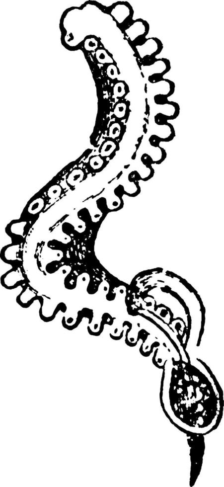 hectocotylus, wijnoogst illustratie. vector