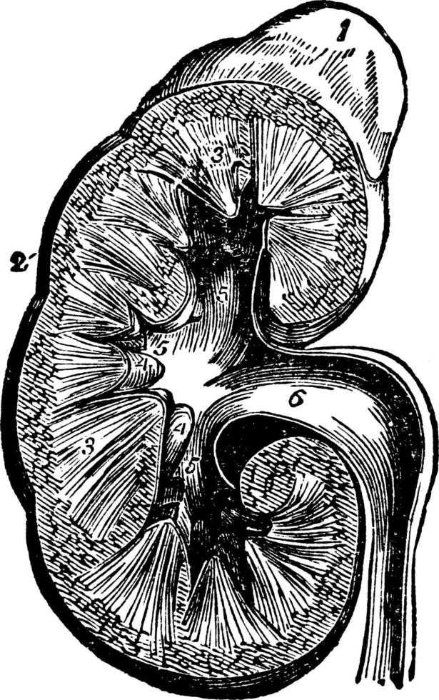 kruis sectie van nier, wijnoogst illustratie. vector