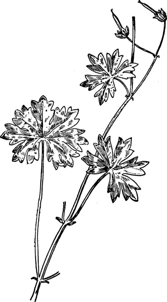 voortentloos geranium wijnoogst illustratie. vector