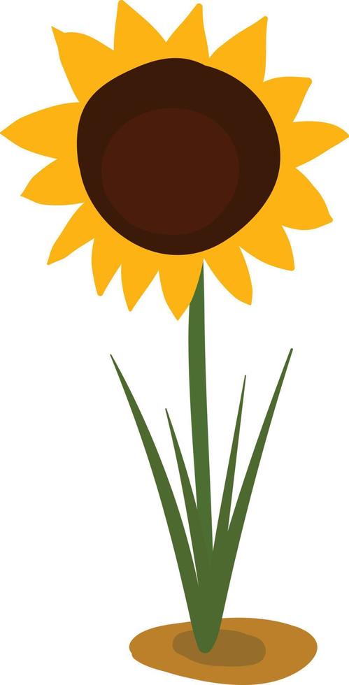 zonnebloem vlak, illustratie, vector Aan wit achtergrond.