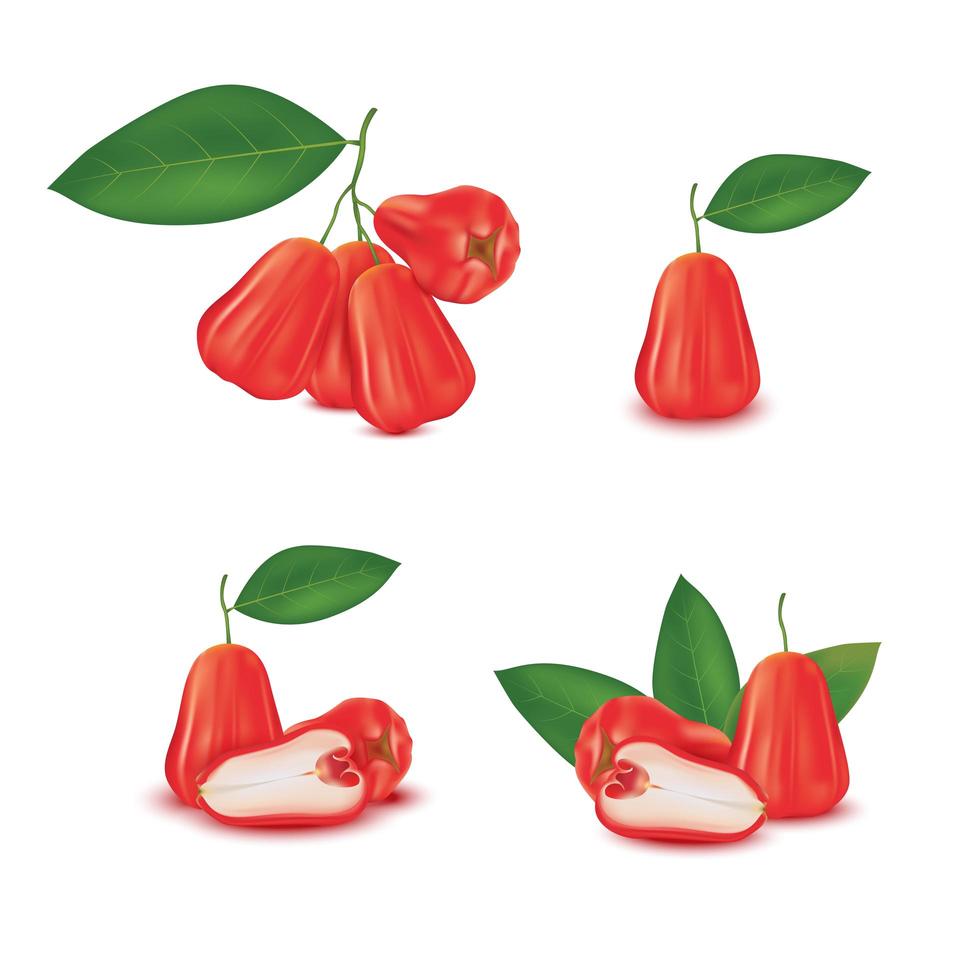 realistische rozenappel fruit set vector