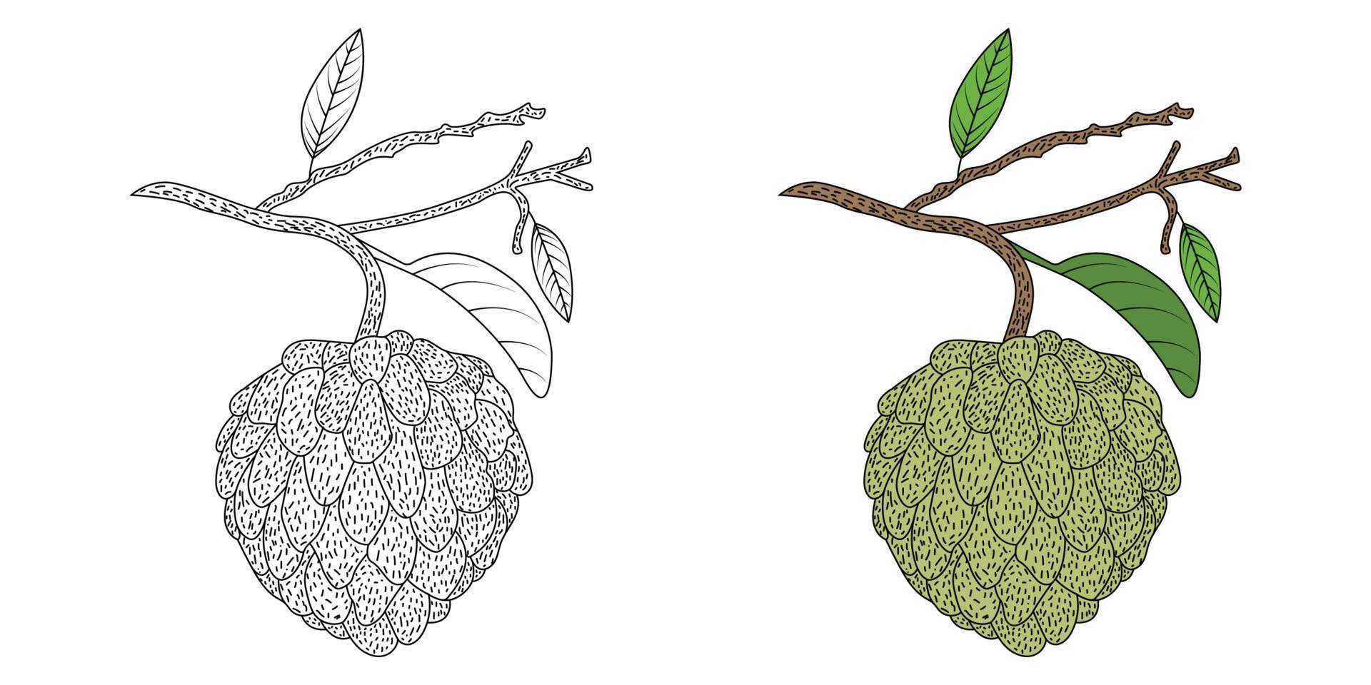 kleur Pagina's vla appel voor kinderen en volwassen vector