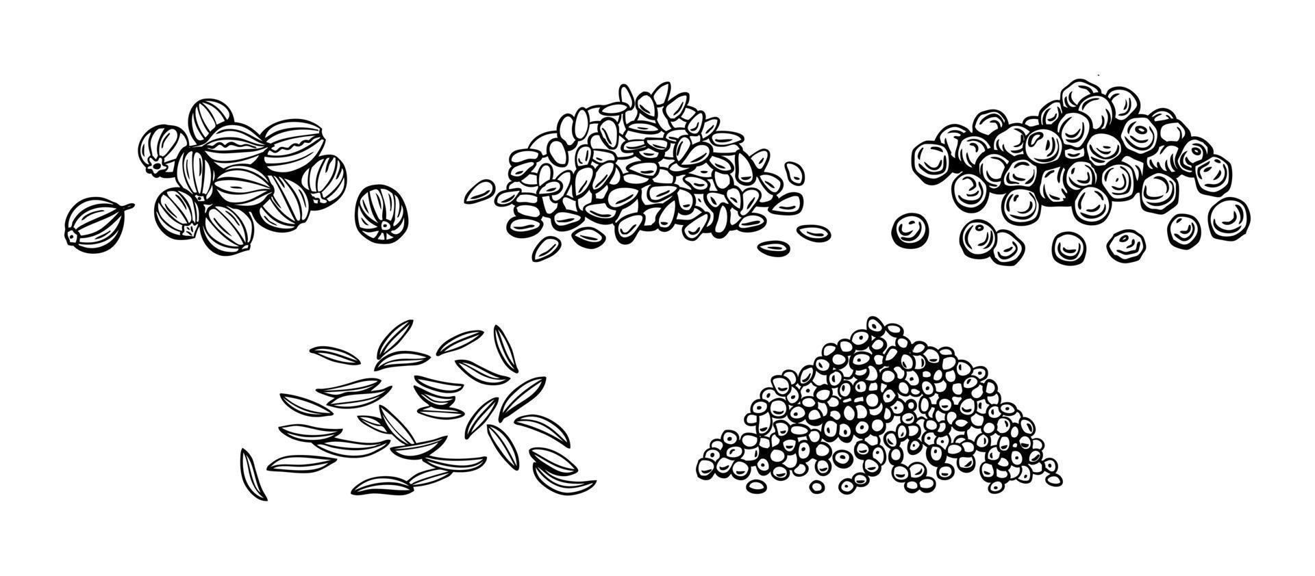 zaden van kruiderijen en kruiden, sesam, peper, papaver zaden, komijn, koriander. vector illustratie in handleiding tekening stijl