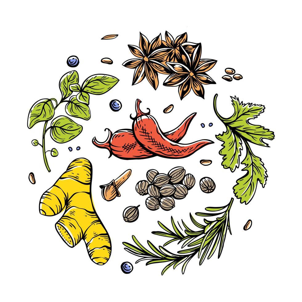 vector reeks van lineair illustraties met specerijen en kruiden, basilicum, peterselie, koriander, rozemarijn, kaneel, Chili, peper, tijm, kurkuma, zwart peper, gember, oregano, komijn