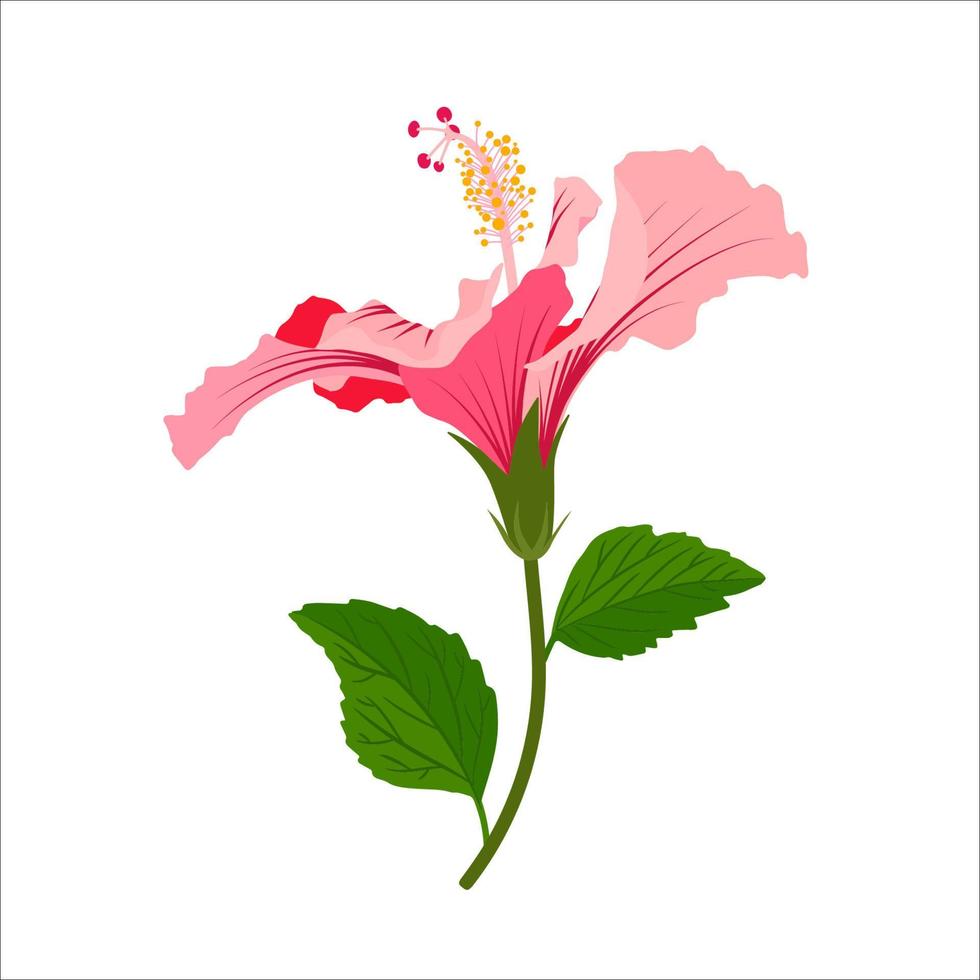 hibiscus gedetailleerd vol bloeien bloem met stam en bladeren. bloemen klem kunst. kleurrijk botanisch vector afbeelding.