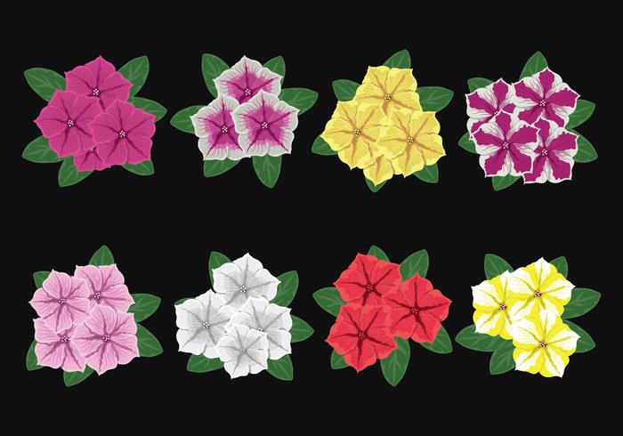 Petunia Bloemen Vector