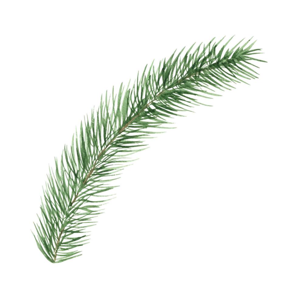 waterverf Kerstmis boom takken. hand- geschilderd structuur met fir-naald natuurlijk elementen. geïsoleerd. uit de vrije hand tekening van feestelijk naalden van spar, decoratie voor Kerstmis en nieuw jaar vector