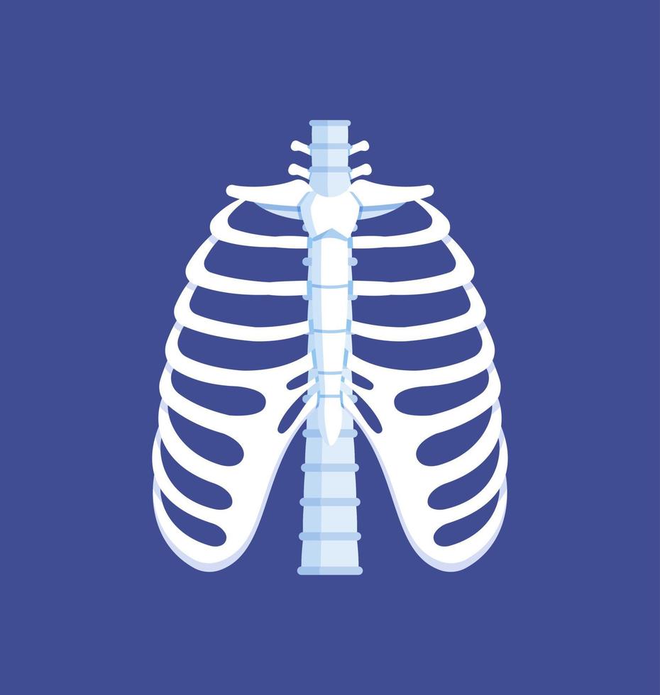 botten van de borstkas. voorkant visie. menselijk anatomie. ribben, ruggengraat. vector illustratie van geïsoleerd Aan blauw achtergrond ribben.