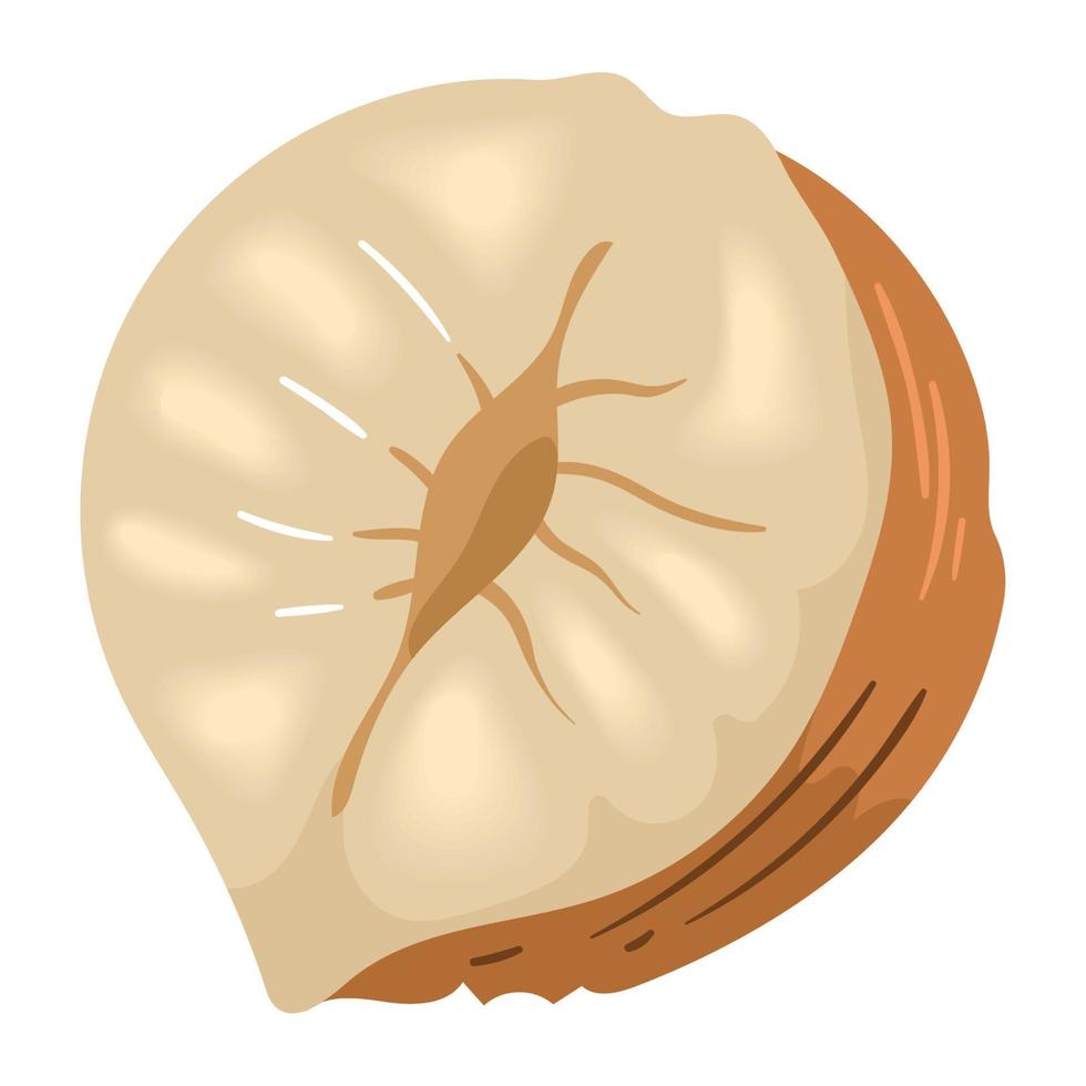 hazelnoot voor de helft noot vector