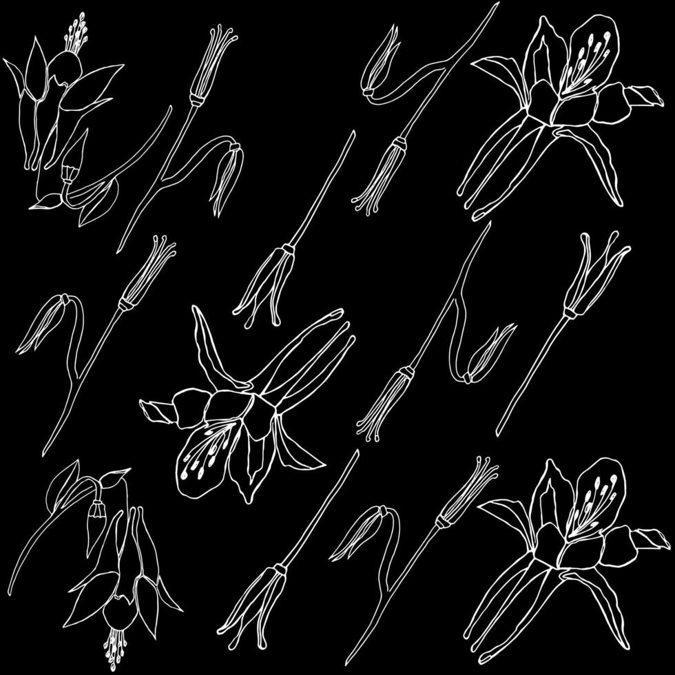 naadloos bloemen patroon Aan zwart achtergrond. bloemen en bloemknoppen van aquilegie. modern hand- getrokken wit lijn aquilegia bloemen. ontwerp voor mode, stof, textiel, behang, omslag. vector