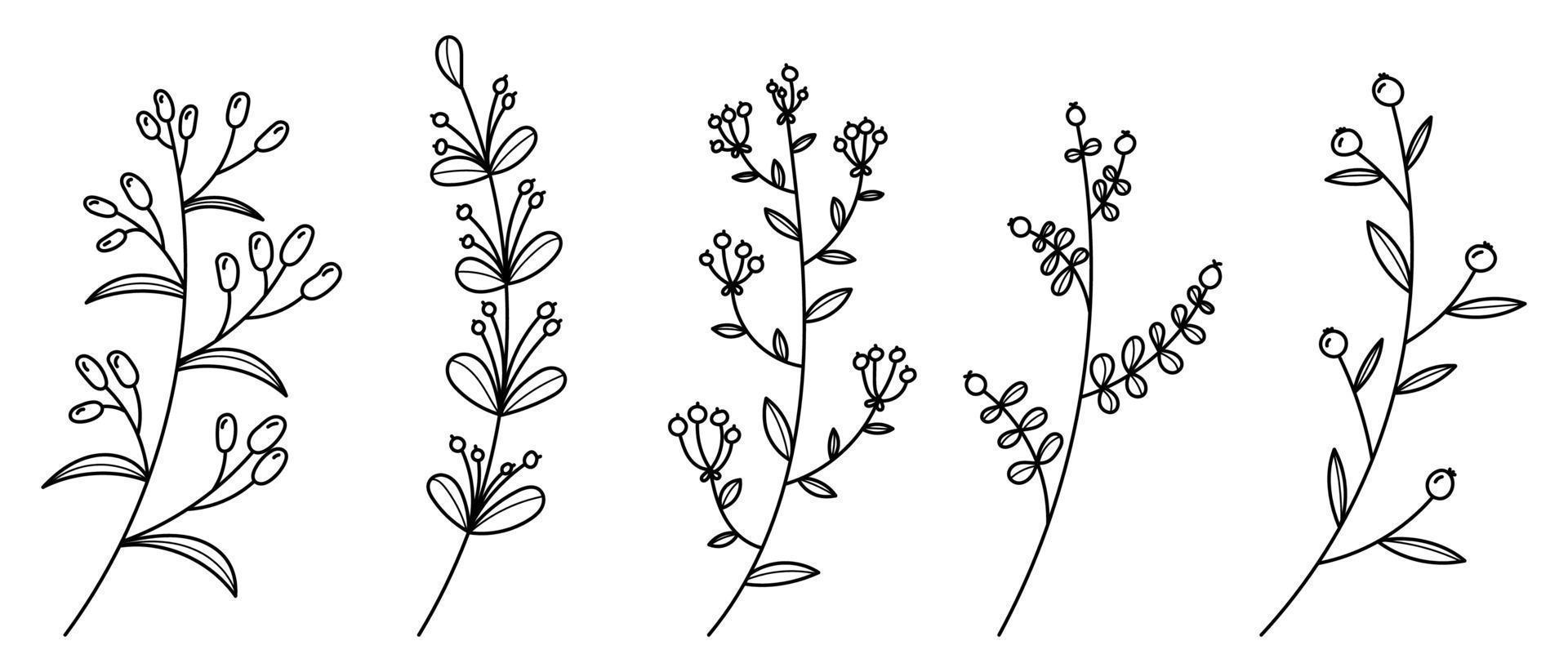 reeks van vector planten en kruiden. hand- getrokken bloemen elementen. silhouetten van natuurlijk elementen voor seizoensgebonden achtergronden. tekening stijl. vector illustratie