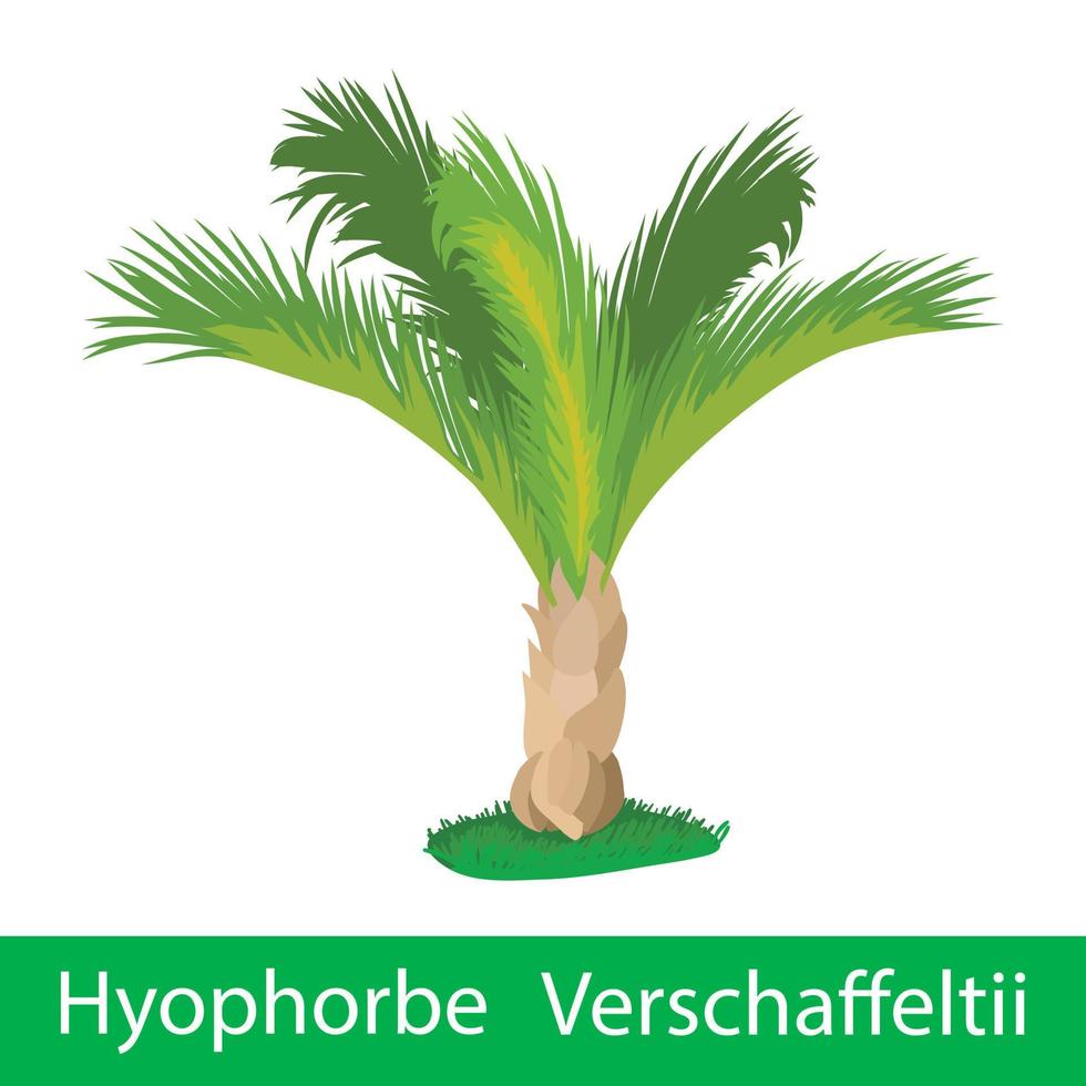 palm boom hyoforbe verschaffeltii vector