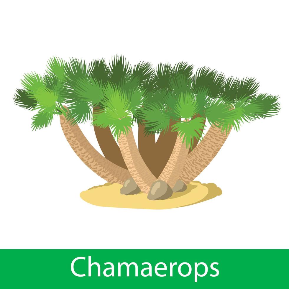 illustratie van de chamaerops vector