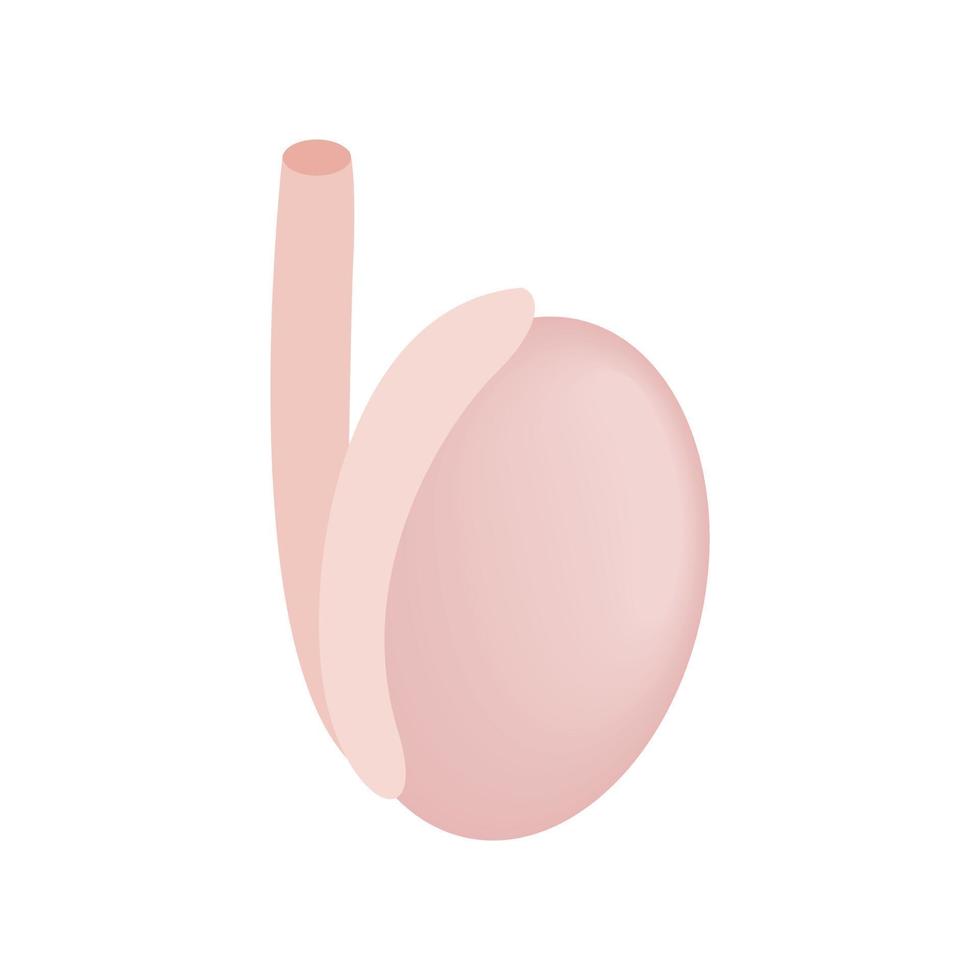 mannetje voortplantings- orgaan isometrische icoon vector