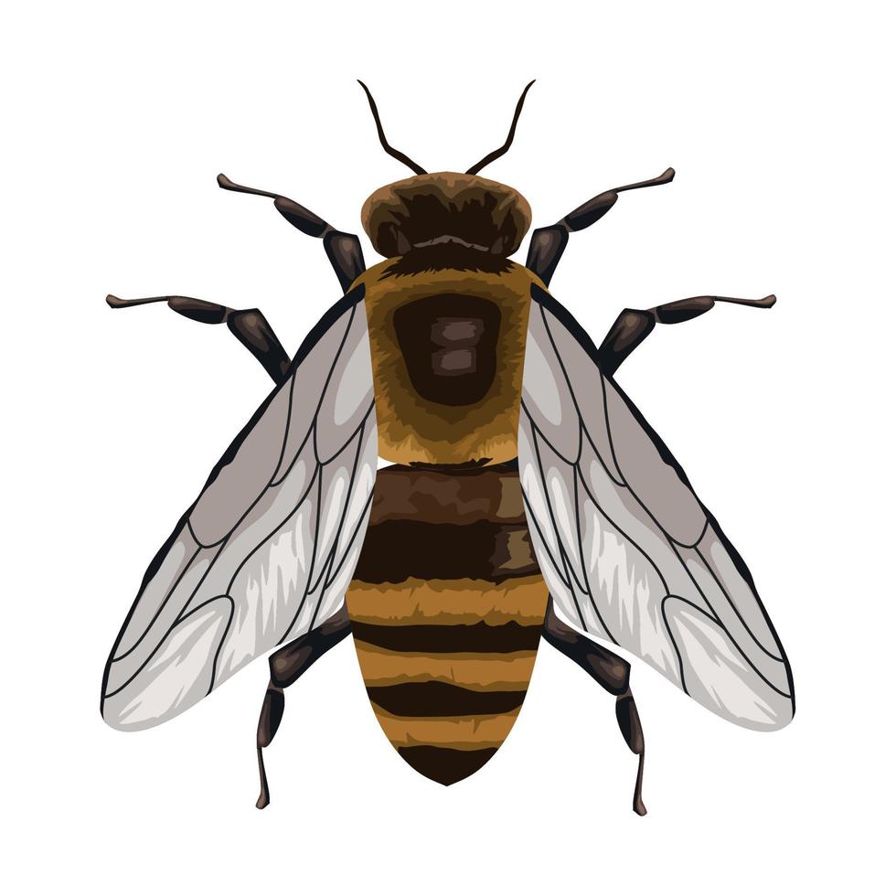 bij insect dier vector