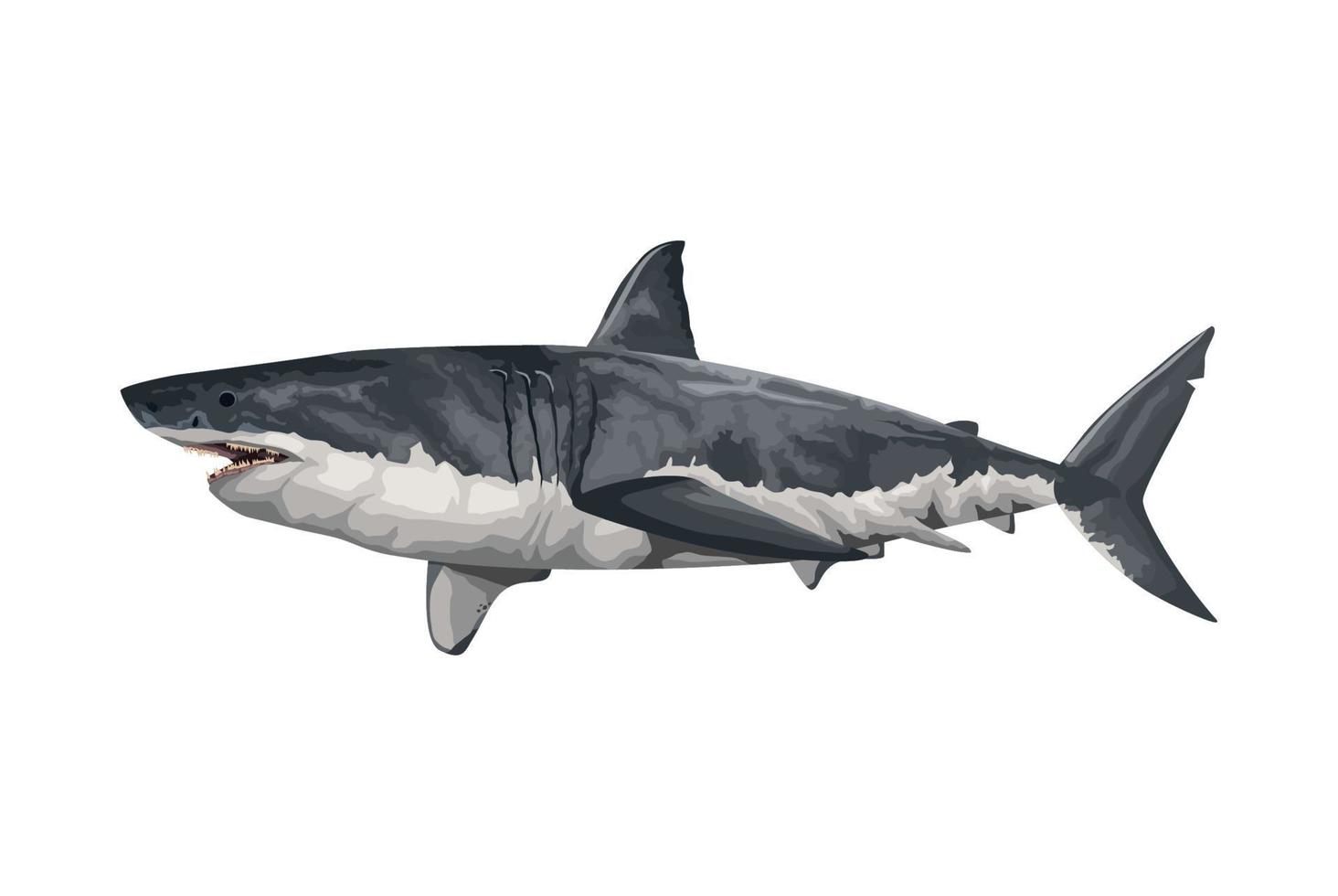haai marinier leven dier vector