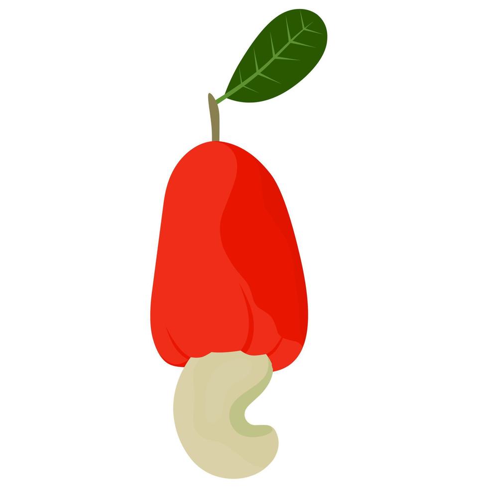 vector fruit van rijp cachou noten met groen bladeren en zaden. Super goed voor logo's, web affiches.