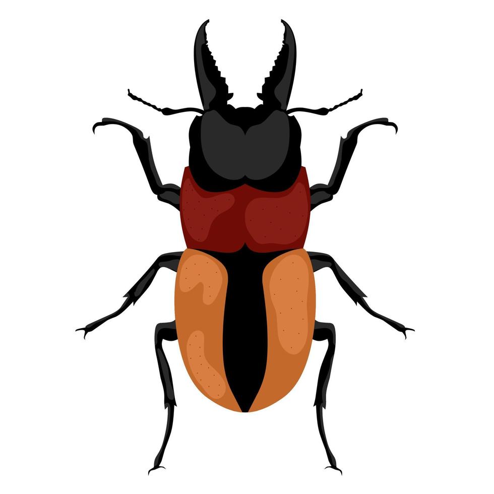 vector illustratie van een mannetje tang kever of lucanus cervus Aan een wit achtergrond. de klauw kever, de hert toeter kever, behoort tot naar de familie lucanidae.