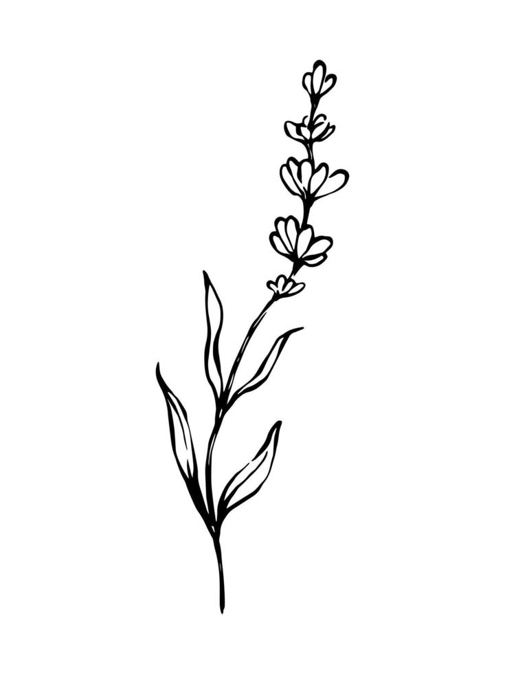 lavendel hand- getrokken zwart en wit botanisch illustratie. lineair uit de vrije hand tekening. vector