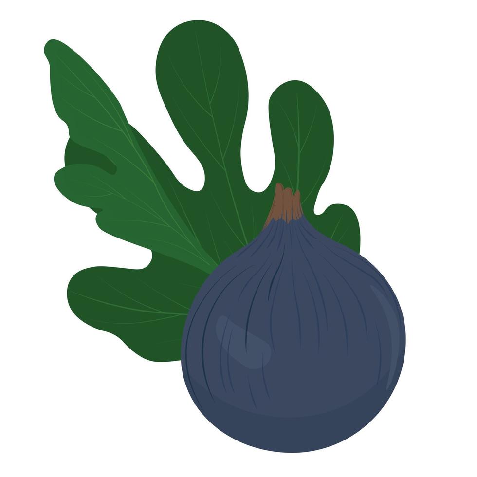 fig vector illustratie. zoet Purper fruit boom bloemen. nagerecht. geïsoleerd Aan een wit achtergrond. planten