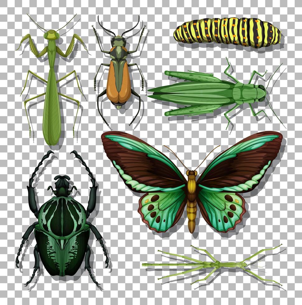 set van verschillende insecten geïsoleerd vector