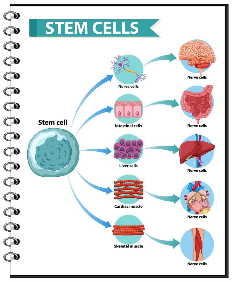 illustratie van de toepassingen van menselijke stamcellen vector