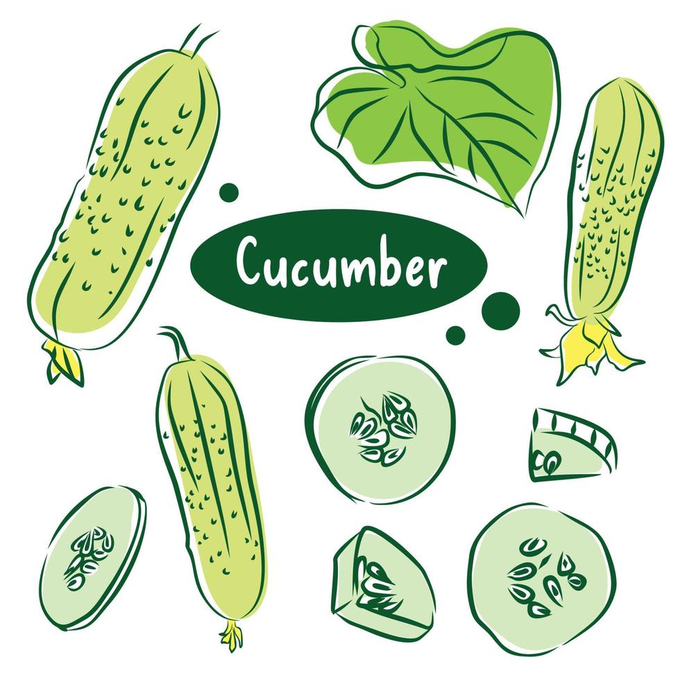 hand- getrokken kleurrijk komkommer. reeks schetsen met besnoeiing komkommer, plak, blad en bloem. vector illustratie.