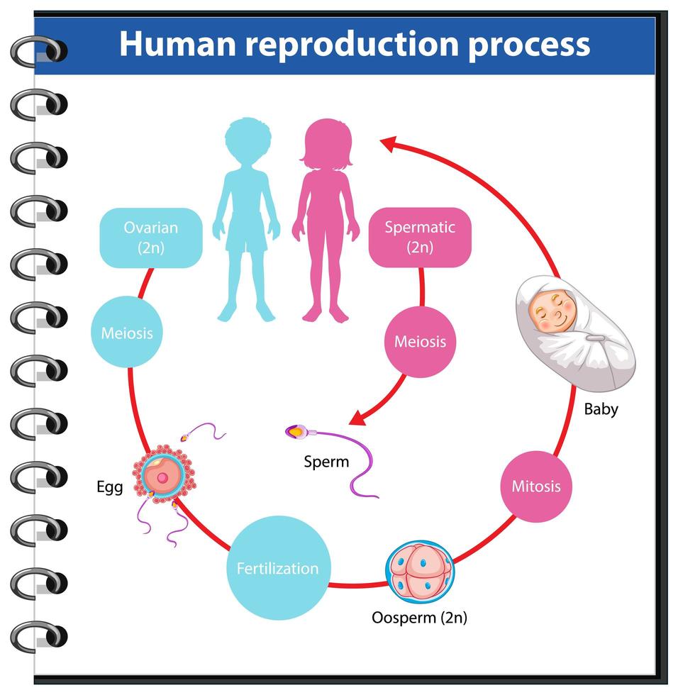 menselijke reproductieproces infographic vector