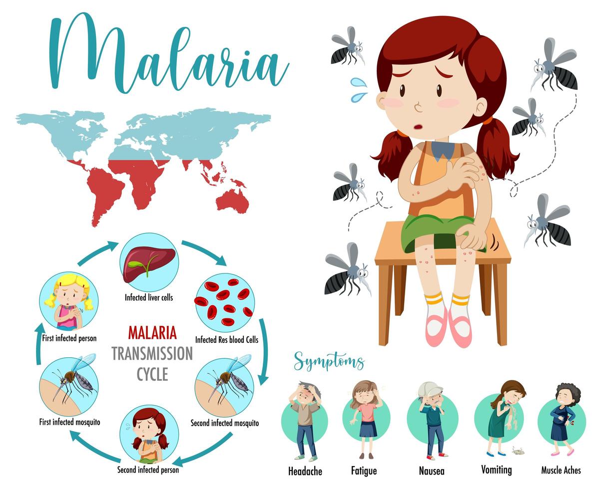 malaria transmissiecyclus en symptomen infographic vector
