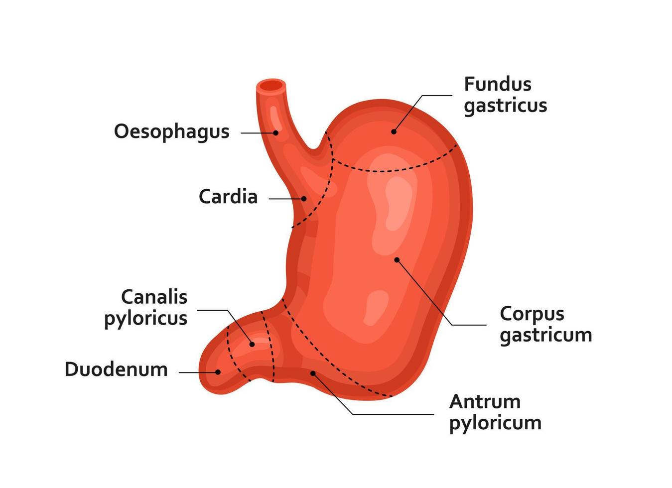 de menselijk maag. intern orgaan, anatomie, geneesmiddel. vector illustratie van een Aan een wit achtergrond.