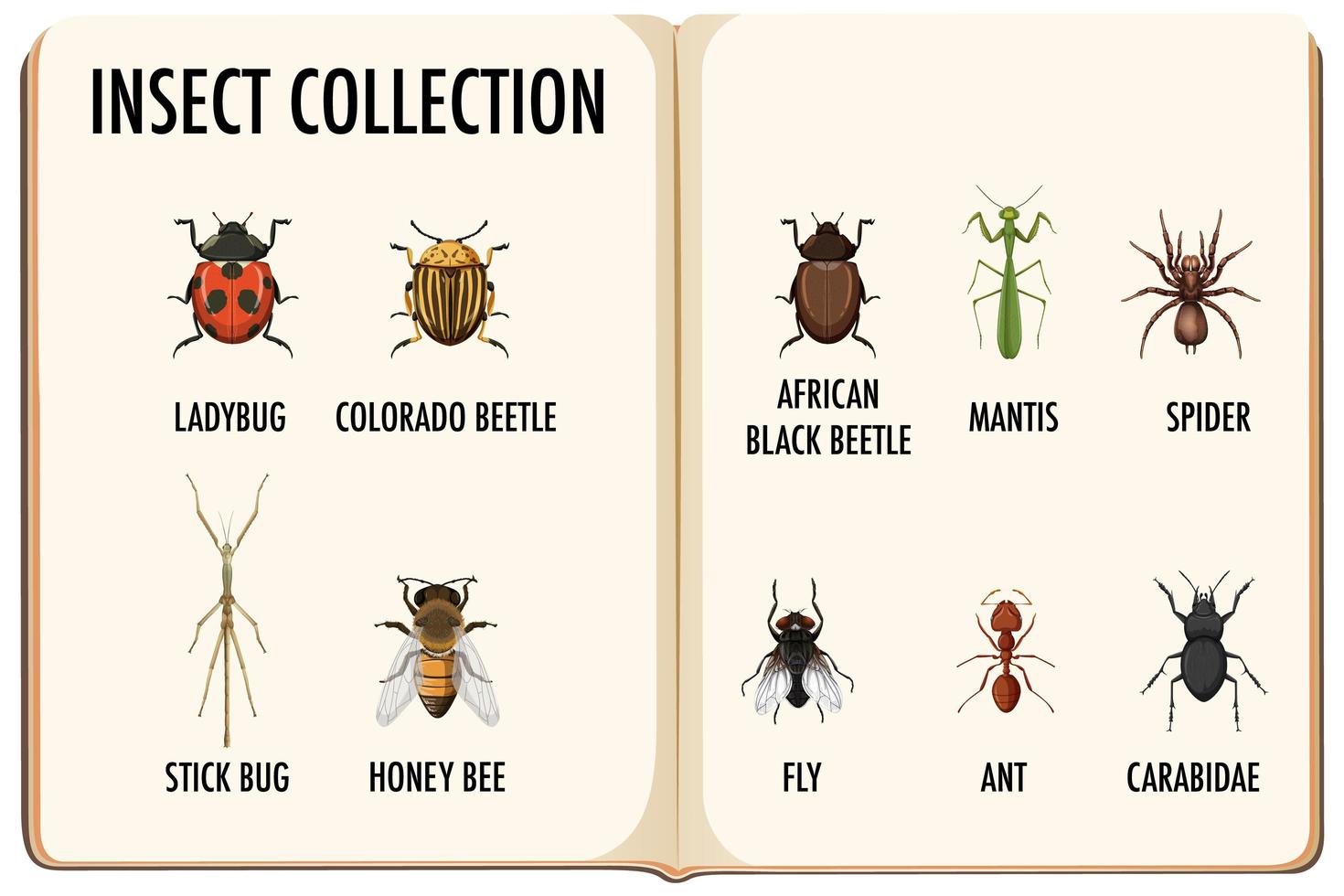 set insectencollectie in het boek vector