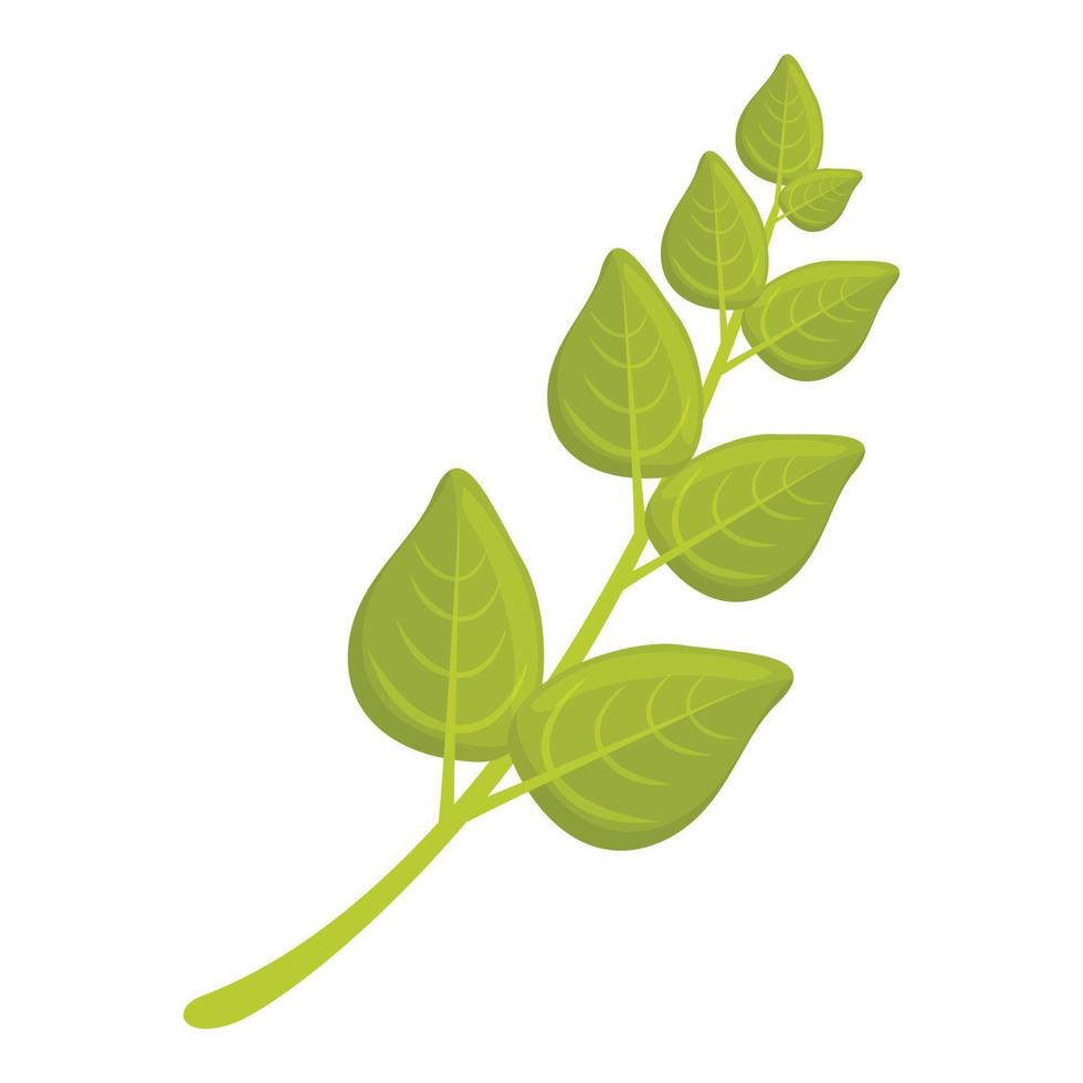 oregano kruid icoon tekenfilm vector. fabriek blad vector