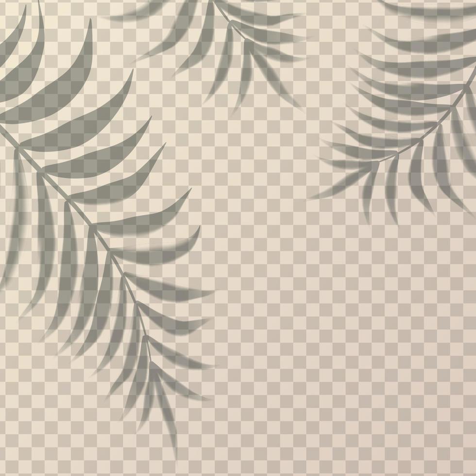 vector realistisch schaduw met drieën palmen Aan de muur in transparant achtergrond.
