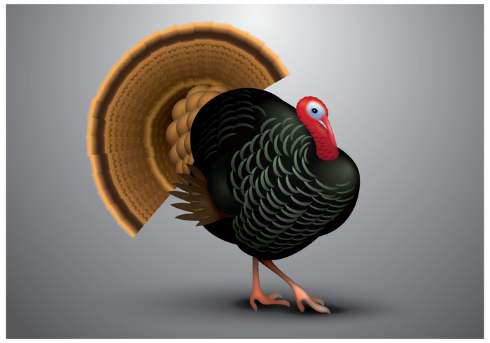 Gratis Wild Turkey Vector