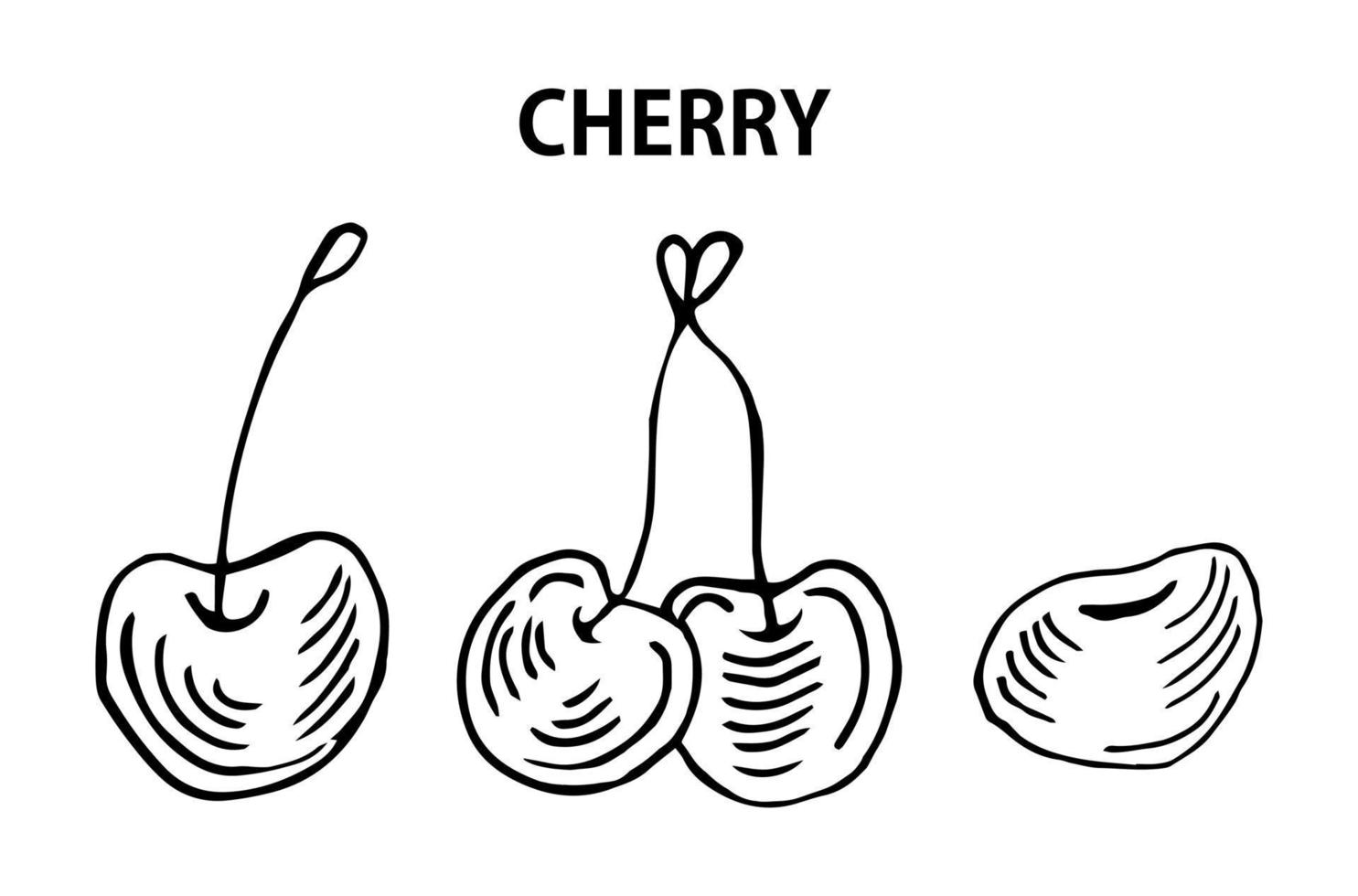 hand- getrokken kers schetsen, wijnoogst inkt illustratie geïsoleerd Aan wit achtergrond. vector voedsel kunst.