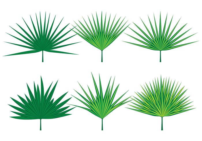 Palmetto Vectoren van de Bladeren