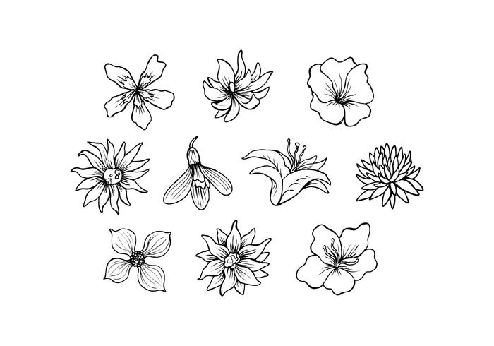 Gratis Bloemen Hand Drawn Vector