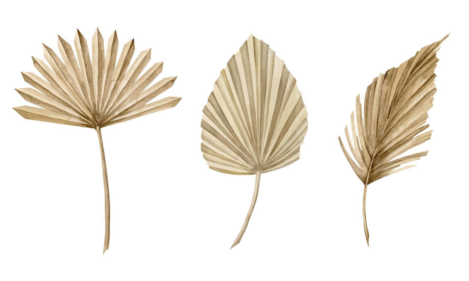 waterverf tropisch reeks met beige palm bladeren. hand- geschilderd exotisch droog blad geïsoleerd Aan wit achtergrond. bloemen illustratie afdrukken of kleding stof ontwerp vector