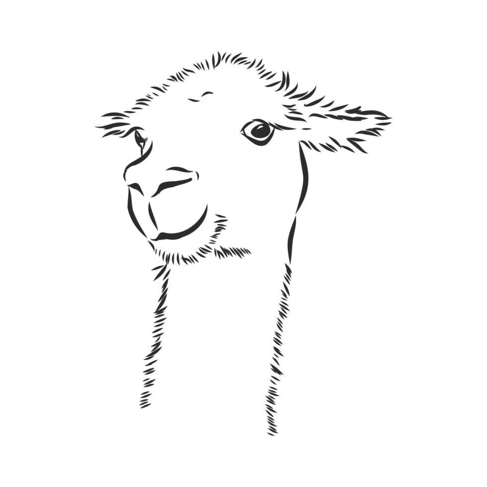 lama vector schetsen