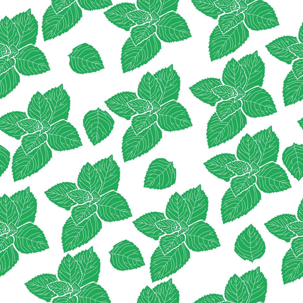 naadloos patroon van trossen van munt bladeren, voorzichtig groen geurig bladeren Aan een wit achtergrond vector