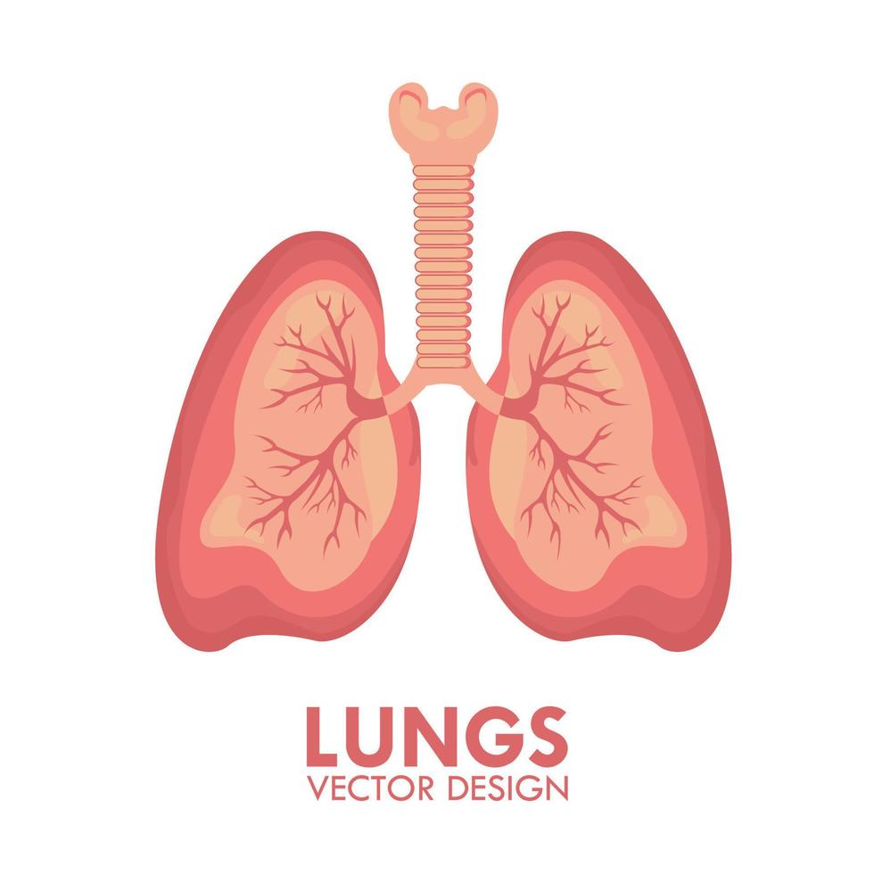 longen menselijk ademhalings orgaan medisch gezondheidszorg geïsoleerd vector illustratie