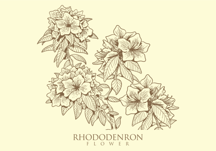 Gratis Hand Drawn Rhododendron Flower Vectoren