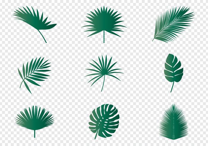 Palm bladeren vector