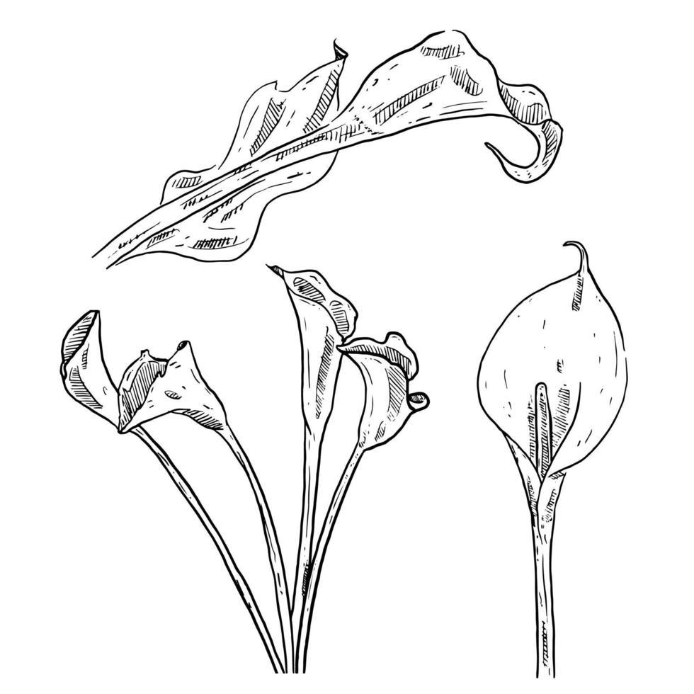 reeks van schetsen en hand- getrokken element bloem calla lelie verzameling reeks vector