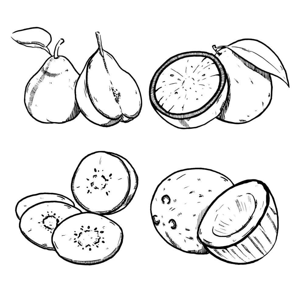 reeks van schetsen en hand- getrokken fruit Peer kiwi oranje en kokosnoot vector
