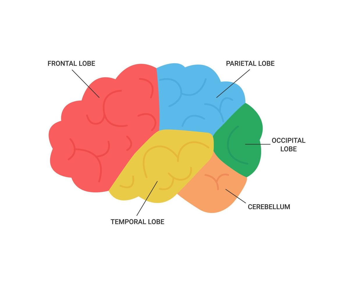 lobben van hersenen menselijk kant visie, medisch anatomie. verschillend gebieden van brein, frontaal, pariëtaal, achterhoofd, tijdelijk kwab en cerebellum. cerebrum Gezondheid. vector illustratie