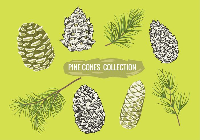 Pine Branch Met Pine Cones Set Collection vector