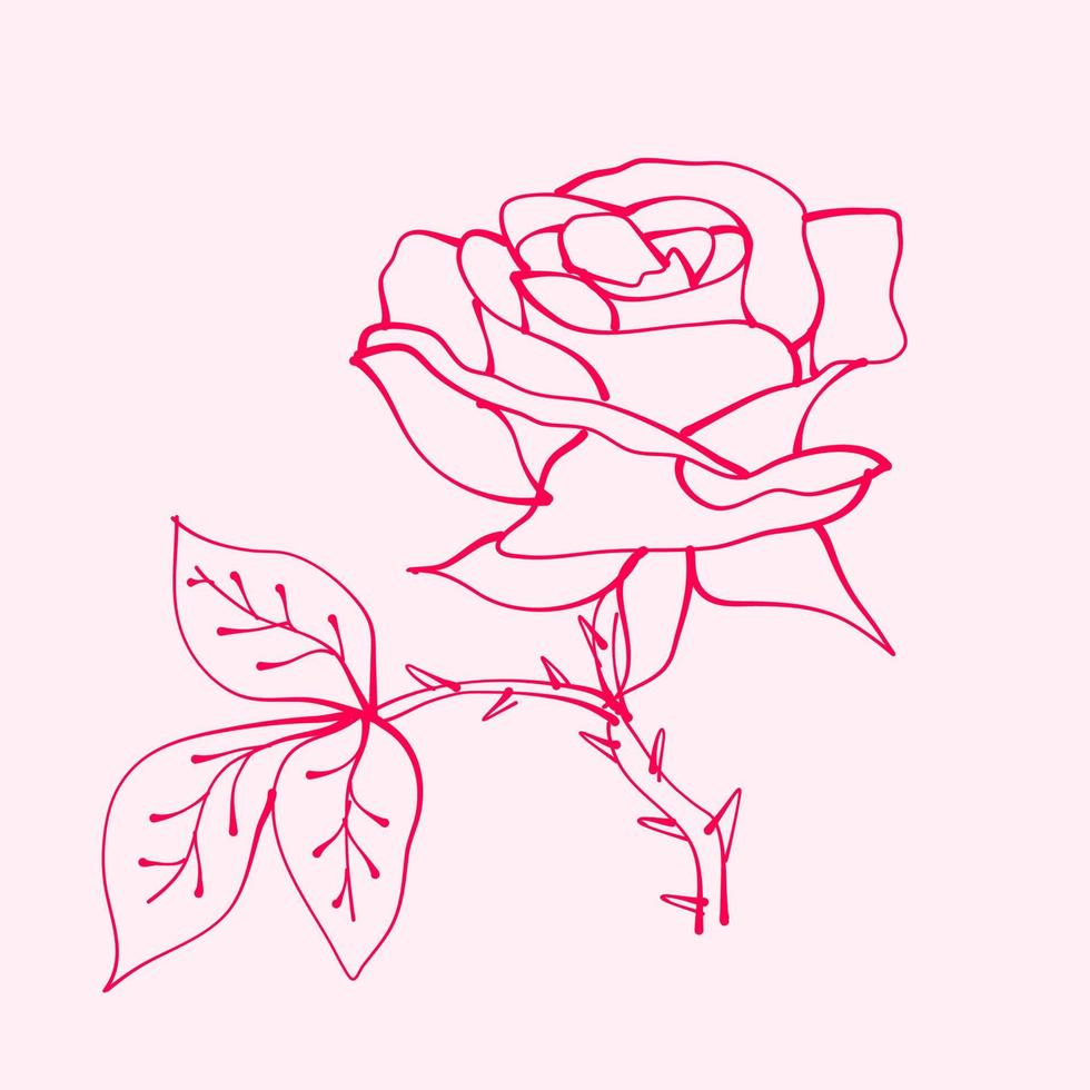 hand- getrokken rozen met blad. tekening van roos bloem. roos bloem illustratie in hand- getrokken stijl. schattig bloem. roze schets. vector