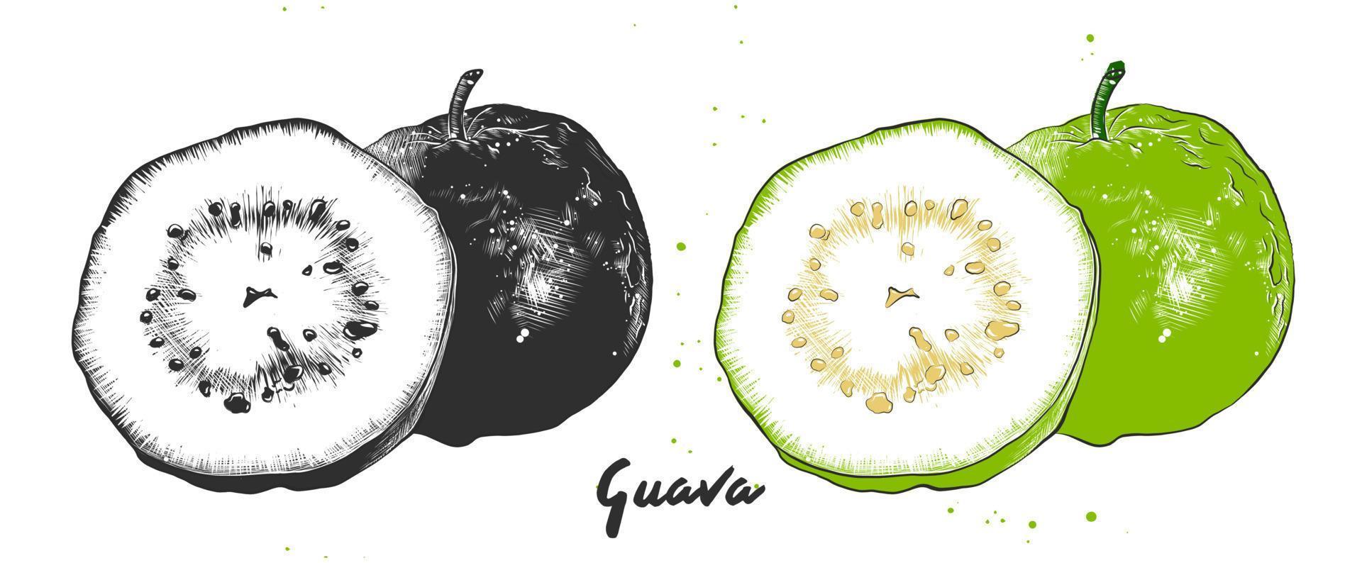 vector gegraveerde stijl illustratie voor affiches, decoratie, verpakking en afdrukken. hand- getrokken schetsen van guava fruit in monochroom en kleurrijk. gedetailleerd vegetarisch voedsel tekening.