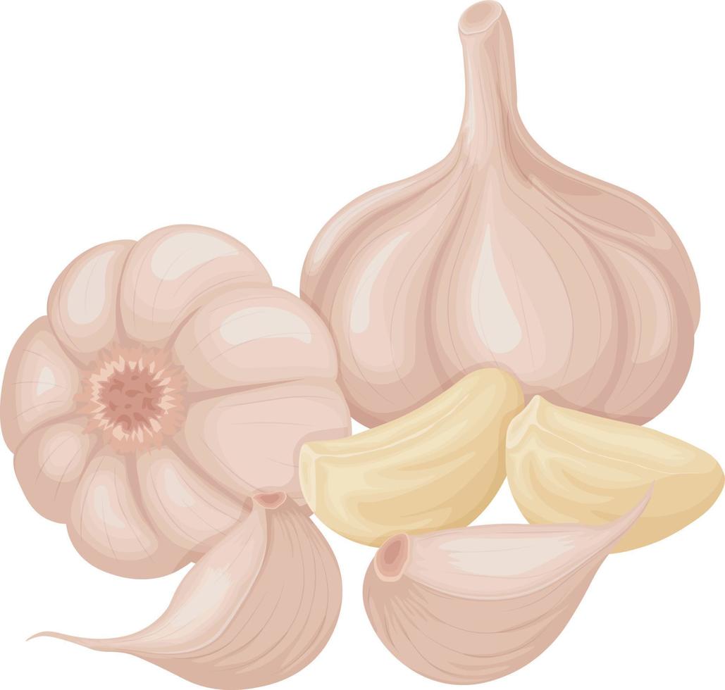 knoflook. beeld van knoflook hoofden. vitamine Product voor kruiden, voor Koken. vector illustratie geïsoleerd Aan een wit achtergrond